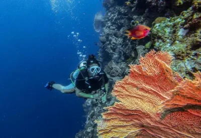 Taman Nasional Wakatobi, Spot Terbaik Menikmati Keindahan Bawah Laut